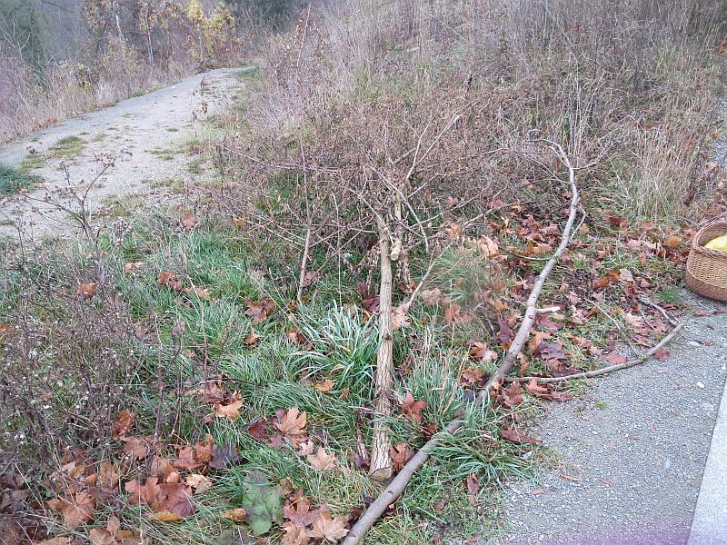 Baumreste an der Wegekreuzung (inzwischen beseitigt).