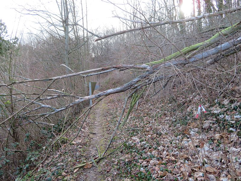Ein Baum versperrt den unteren Weg unterhalb GS 1.