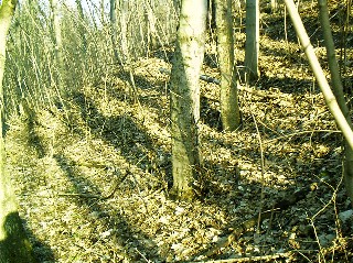 Bild 47b: Nur als kleine, flache Senken im Wald sind die ehemaligen Steinbrüche heute noch am Hang zu erkennen.