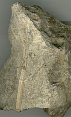 Bild 9: <em>Holocrinus wagneri</em> - Stielfragmente
