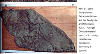 Sandsteinplatte mit Tetrapodenfährten, gefunden 1980 zwischen Schiebelau und Großbockedra