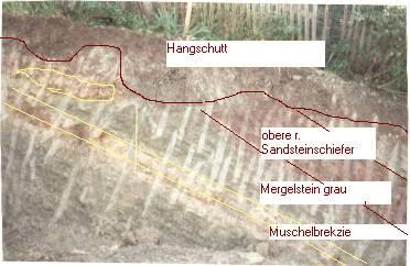 Bild 1: Ostwand der Baugrube Grillparzerweg 9 mit steilgestellen Mergelsteinen und Muschelbrekzie der Pelitrötfolge 
