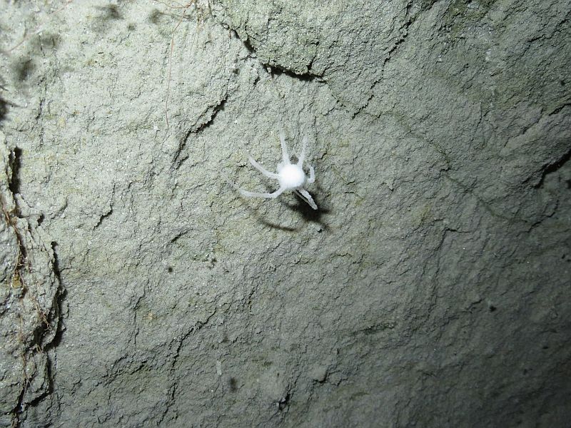 Diese weiße Spinne hing in der Höhle am Aufschluss 1 in der Schillstraße.