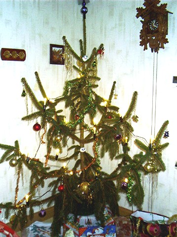 Bild 131: Der Weihnachtsbaum vom Geologischen Lehrpfad!