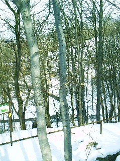 Bild 72: völlig unter Schnee begrabenes Geotop "Gipsschlotten" Anfang März 2005
