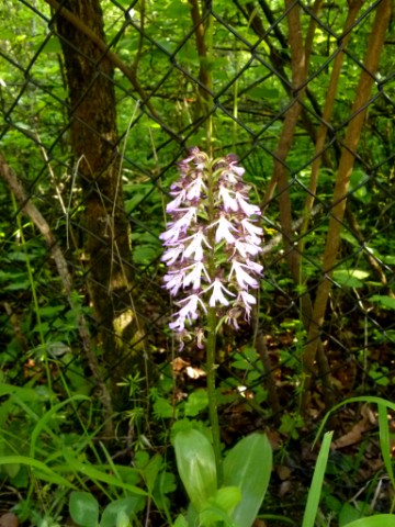 Orchideen direkt am Weg (nahe GL 1)