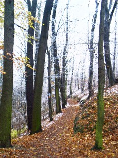 Bild 103: erster "Winterhauch" am Lehrpfad