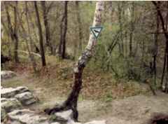 Bild 17c: Aufschluss "Gipsschlotten" Birke mit "Naturdenkmalschild" und Geländerrest (links hinten), Aufnahme von 1991
