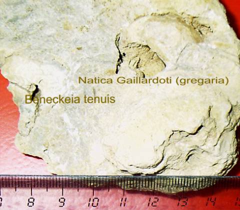 <em>Beneckeia tenuis</em> und <em>Natica gaillardoti (gregaria)</em> von Drackendorf (Schnecke)
