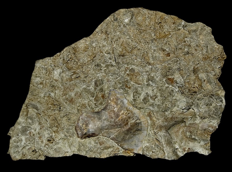 Ischium(?) eines Sauropterygiers (?<i>Nothosaurus</i> sp.)