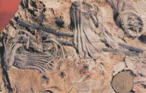 Bild 11: Ausschnitt aus einem Seeliliengrab von <em>Carnallicrinus carnalli</em>, Trias, unterer Muschelkalk, Schaumkalkzone; Freyburg/Unstrut (aus Daber/Helms: "Das große Fossilienbuch" - 1978)