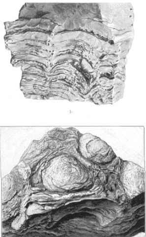 Stromatoporoideenfacies der Tenuisbank von Drackendorf (aus K. Walther (1927) Tafel II Abb. 3. u. 3a (unten))