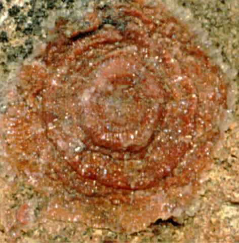 Ringstruktur auf Sandstein (Detail)