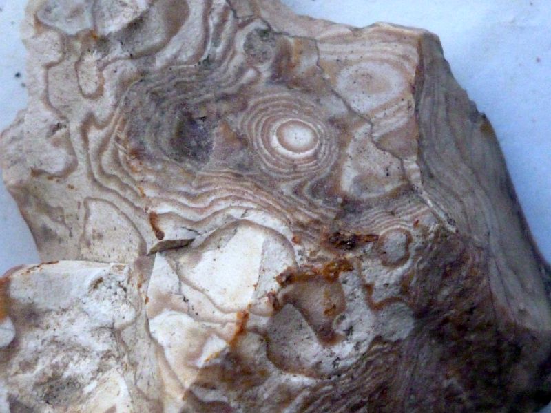 Neufund von 5/2016 marmorierter Hornstein ca. 5 cm